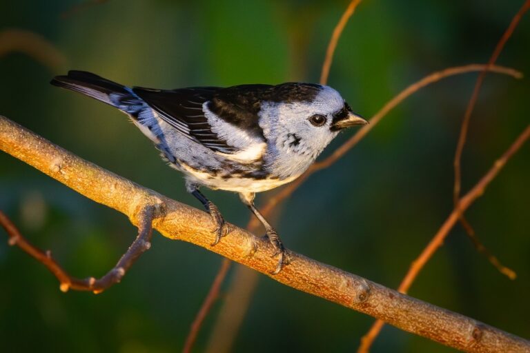 6º Festival de Aves de Porto Seguro celebra a biodiversidade da Mata Atlântica e a conservação ambiental